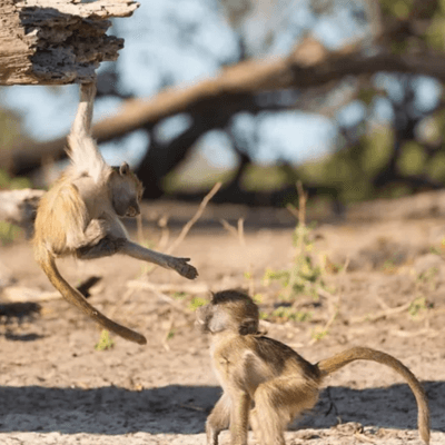 Vegan Safari Africa